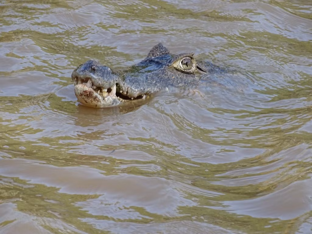  Đóng vai trò quan trọng trong hệ sinh thái. Là loài săn mồi trung gian, cá sấu Caiman mắt u giúp kiểm soát số lượng các loài khác trong hệ sinh thái nước ngọt. Sự hiện diện của chúng góp phần duy trì cân bằng sinh học trong môi trường sống. Ảnh: Flickr.