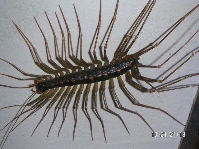  Loài rết này nổi tiếng với tốc độ di chuyển cực nhanh. Nhờ cặp chân dài và mảnh, rết nhà Địa Trung Hải có thể chạy rất nhanh trên tường và trần nhà, khiến nhiều người giật mình khi bất chợt bắt gặp. Ảnh: Pinterest.