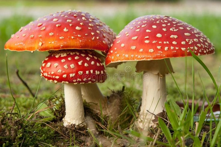  Hình dáng mang tính biểu tượng. Chiếc mũ đỏ chấm trắng của nấm diệt ruồi xuất hiện trong vô số truyện cổ tích và nghệ thuật châu Âu. Ảnh: Pinterest.