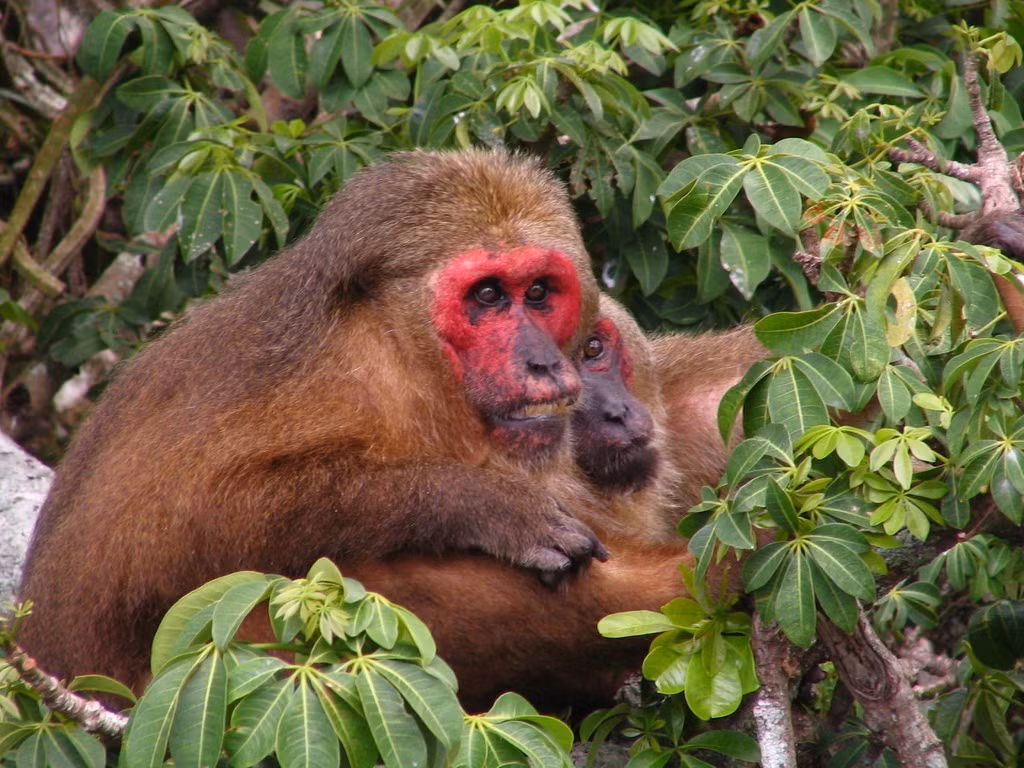  3. Là loài ăn tạp với khẩu phần đa dạng. Chúng ăn trái cây, lá, hạt, côn trùng và thậm chí cả động vật nhỏ, giúp chúng thích nghi tốt với nhiều kiểu môi trường rừng khác nhau. Ảnh: inaturalist.orgt.