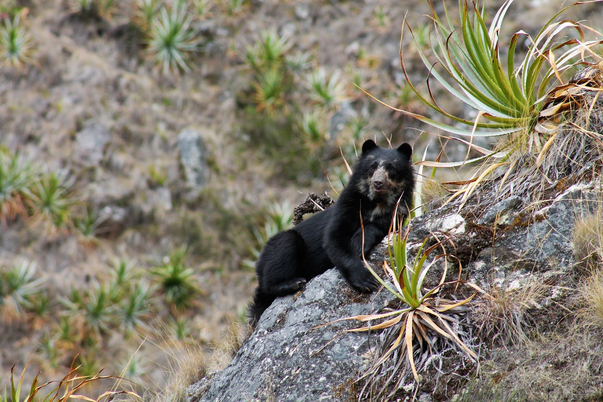  Đa dạng sinh học cao. Có hơn 400 loài chim và hàng trăm loài động vật đặc hữu được ghi nhận tại đây. Ảnh: wcs.org.