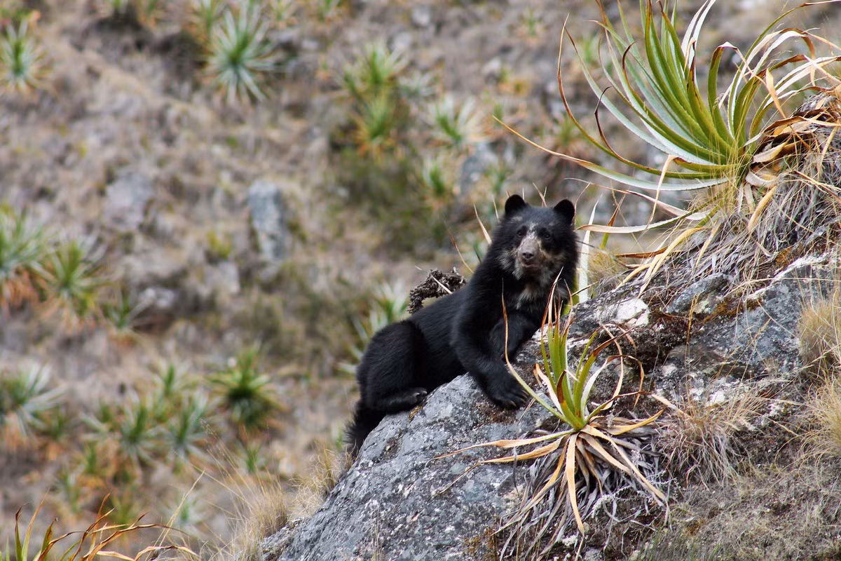  Đa dạng sinh học cao. Có hơn 400 loài chim và hàng trăm loài động vật đặc hữu được ghi nhận tại đây. Ảnh: wcs.org.
