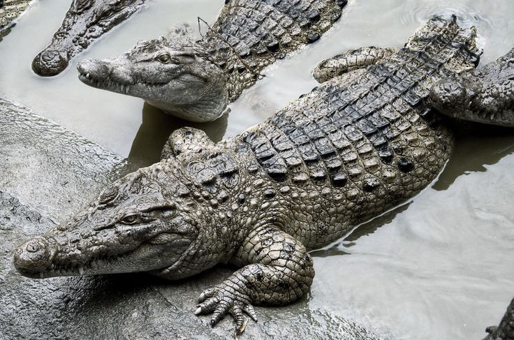 View - Tận thấy loài cá sấu quý hiếm nhất thế giới ở Philippines | Báo Tri thức và Cuộc sống - TIN TỨC PHỔ BIẾN KIẾN THỨC 24H