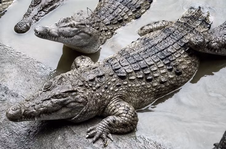  4. Tính cách kín đáo, ít hung dữ. Khác với họ hàng to lớn, cá sấu Philippines thường sống lặng lẽ ở sông hồ nhỏ và ít tấn công con người. Ảnh: Pinterest.
