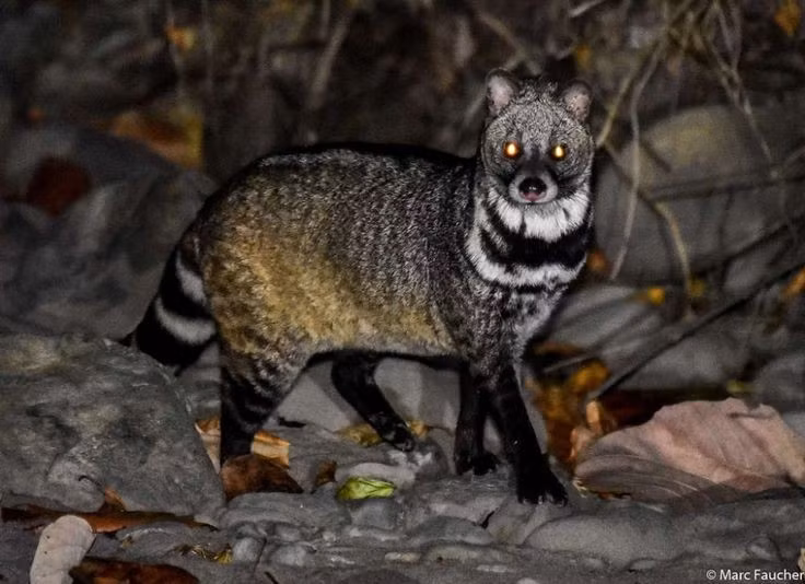  4. Mùi xạ của cầy giông từng được sử dụng trong nước hoa. Tuyến xạ gần hậu môn của cầy giông tiết ra một chất có mùi mạnh, từng được chiết xuất làm thành phần nước hoa cao cấp, đặc biệt trong thế kỷ 19. Ảnh: Pinterest.