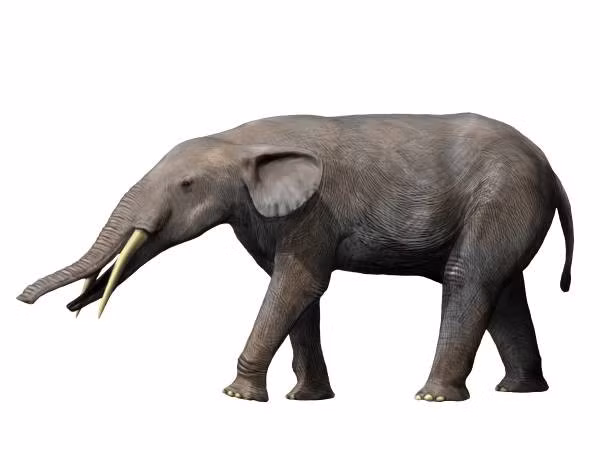  Kích thước tương đương voi châu Á. Chiều cao khoảng 3 mét và nặng đến 5 tấn, Gomphotherium là loài to lớn nhưng không quá khổng lồ. Ảnh: fossilguy.com.