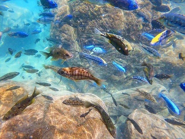  Thiên đường của các loài cá đặc hữu. Hồ Malawi nổi tiếng với hàng trăm loài cá cichlid chỉ tồn tại tại đây, tạo nên một trong những hệ sinh thái nước ngọt đa dạng nhất hành tinh. Ảnh: Pinterest.
