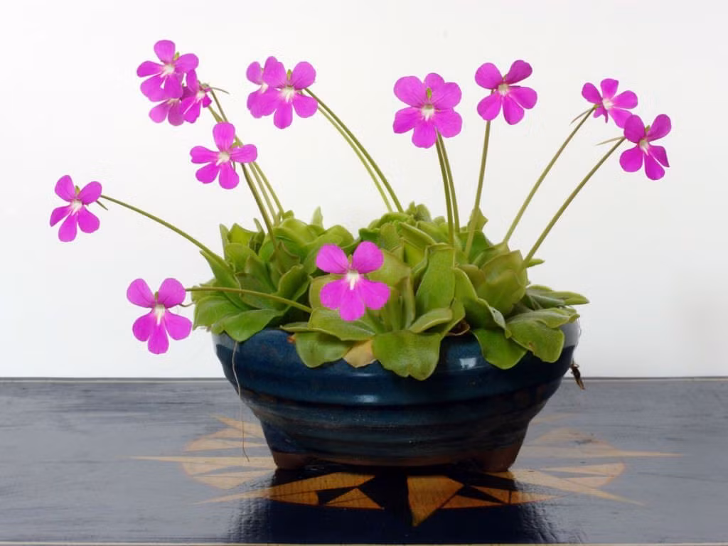  Hoa rất đẹp. Khác với hình ảnh đáng sợ của cây ăn thịt, hoa của cây bẫy mỡ có màu tím, hồng hoặc trắng thanh thoát, được côn trùng thụ phấn mà không bị “ăn thịt”. Ảnh: Pinterest.