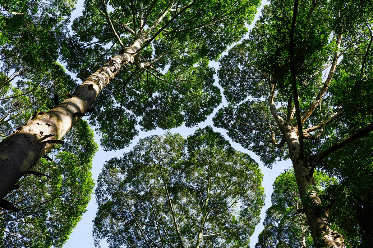  Công viên rừng Viện Nghiên cứu Lâm nghiệp Malaysia, Selangor. Khu rừng nhiệt đới này vừa là trung tâm nghiên cứu khoa học, vừa là không gian bảo tồn đa dạng sinh học. Di sản đại diện cho mô hình hài hòa giữa khoa học hiện đại và bảo vệ thiên nhiên lâu dài. Ảnh: imgix.net.