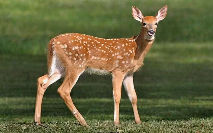  5. Có khả năng bơi tốt và leo đồi dốc. Hươu sao là loài linh hoạt, không chỉ chạy nhanh mà còn bơi giỏi và leo núi dốc tốt – kỹ năng giúp chúng thoát khỏi kẻ săn mồi trong tự nhiên. Ảnh: Pinterest.