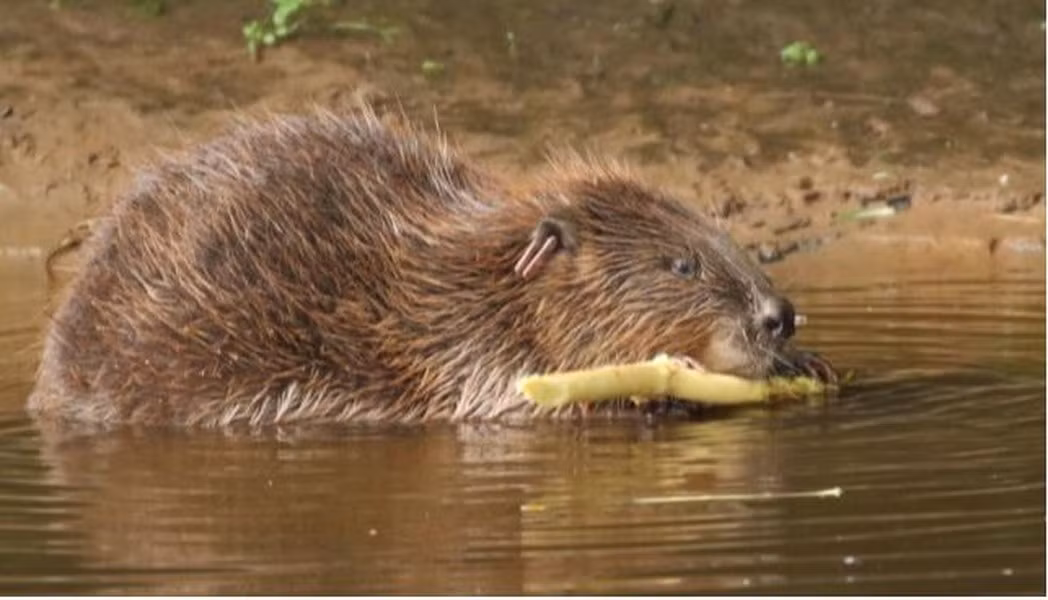 Hải ly đã biến mất khỏi các con sông ở châu Âu và Bắc Mỹ. Ở Anh, loài này không còn tồn tại trong tự nhiên đã 400 năm. Loài gặm nhấm này đóng vai trò quan trọng trong hệ sinh thái, giúp điều tiết dòng nước, tránh lũ lụt. Thậm chí chúng còn tự xây các đập để để khoanh vùng cá, điều này giúp số lượng cá tăng lên đáng kể dù là thức ăn của hải ly. Chương trình tái nhân giống hải ly đang bắt đầu ở Anh đem lại những tín hiệu khả quan khi chúng dần xuất hiện trở lại.