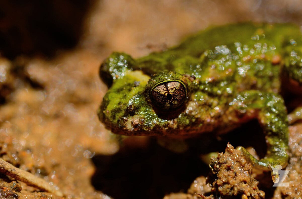  Kích thước nhỏ nhưng tuổi thọ khá cao. Loài ếch này chỉ dài khoảng 3–5 cm, nhưng có thể sống nhiều năm trong tự nhiên. Tốc độ sinh trưởng chậm và khả năng sinh sản hạn chế khiến quần thể của chúng dễ bị ảnh hưởng bởi các thay đổi môi trường. Ảnh: nz.rs-cdn.com.
