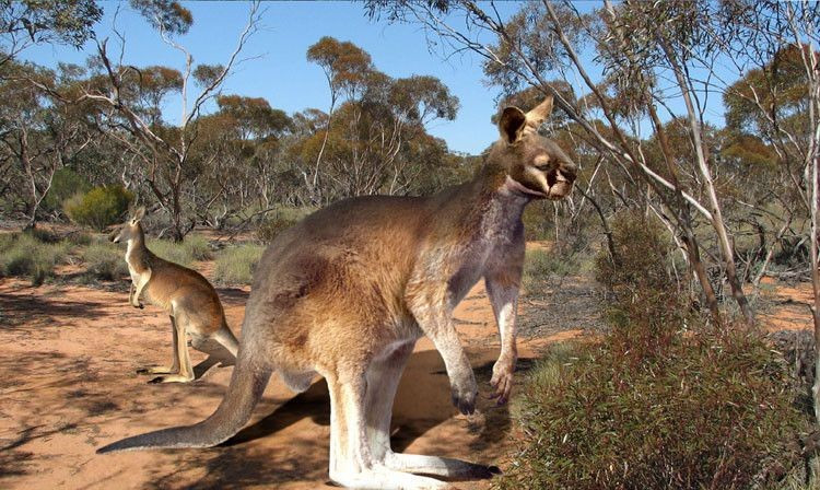 View - Ám ảnh loài chuột túi khổng lồ có khuôn mặt giống người | Báo Tri thức và Cuộc sống - TIN TỨC PHỔ BIẾN KIẾN THỨC 24H