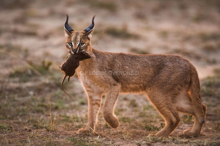  Không chỉ sống ở châu Phi. Loài này còn phân bố ở Trung Đông, Ấn Độ và Iran, thích nghi tốt với nhiều kiểu khí hậu khác nhau từ savan đến bán sa mạc. Ảnh: Pinterest.