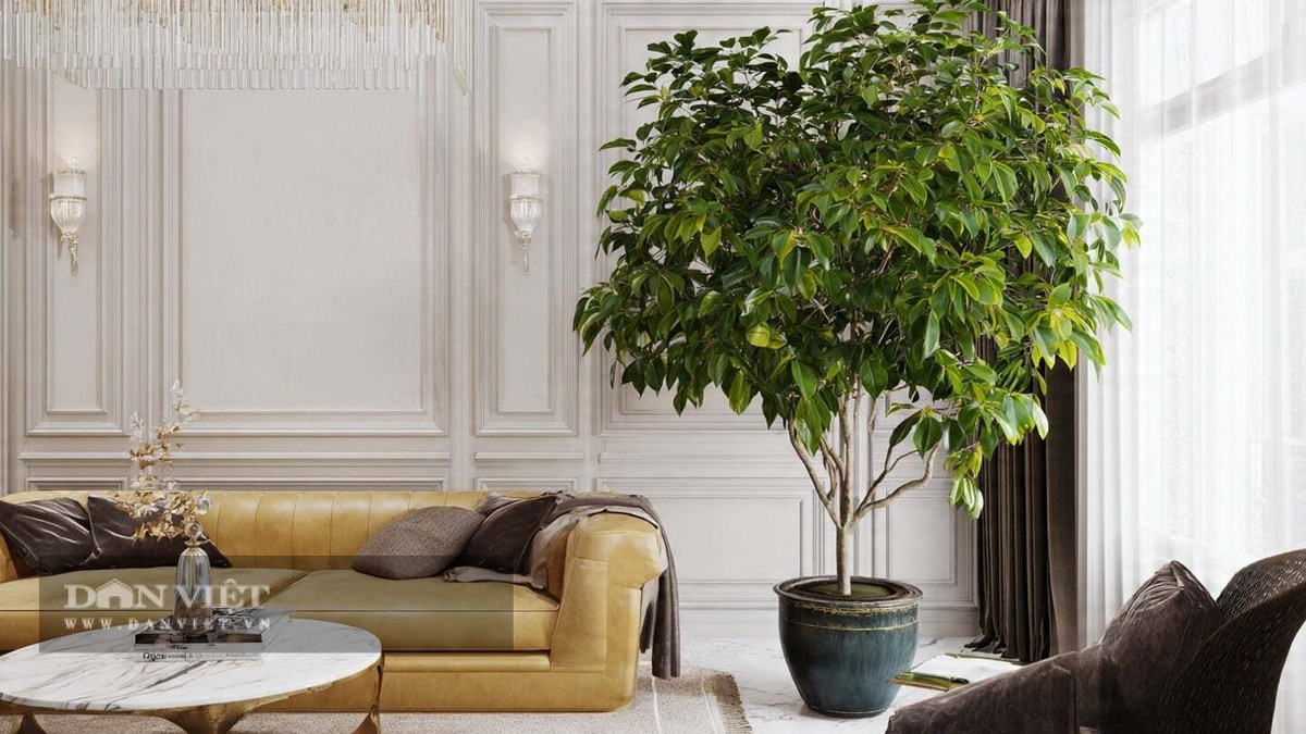 Giống như tên gọi, cây bình an mang ý nghĩa rất tốt lành, tượng trưng cho hòa bình và an toàn, điều mà mọi người đều mơ ước. Người xưa tin rằng cây bình an có khả năng xua đuổi tà ma và ngăn ngừa tai họa, ngăn chặn năng lượng tiêu cực xâm nhập vào nhà, bảo vệ sự bình an của gia đình.