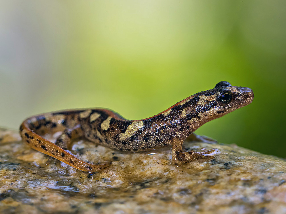  Là loài đặc hữu của đảo Sardinia. Cá cóc suối Sardinia không phân bố tự nhiên ở bất kỳ nơi nào khác trên thế giới ngoài hòn đảo nằm ở Địa Trung Hải của Ý. Ảnh: inaturalist.