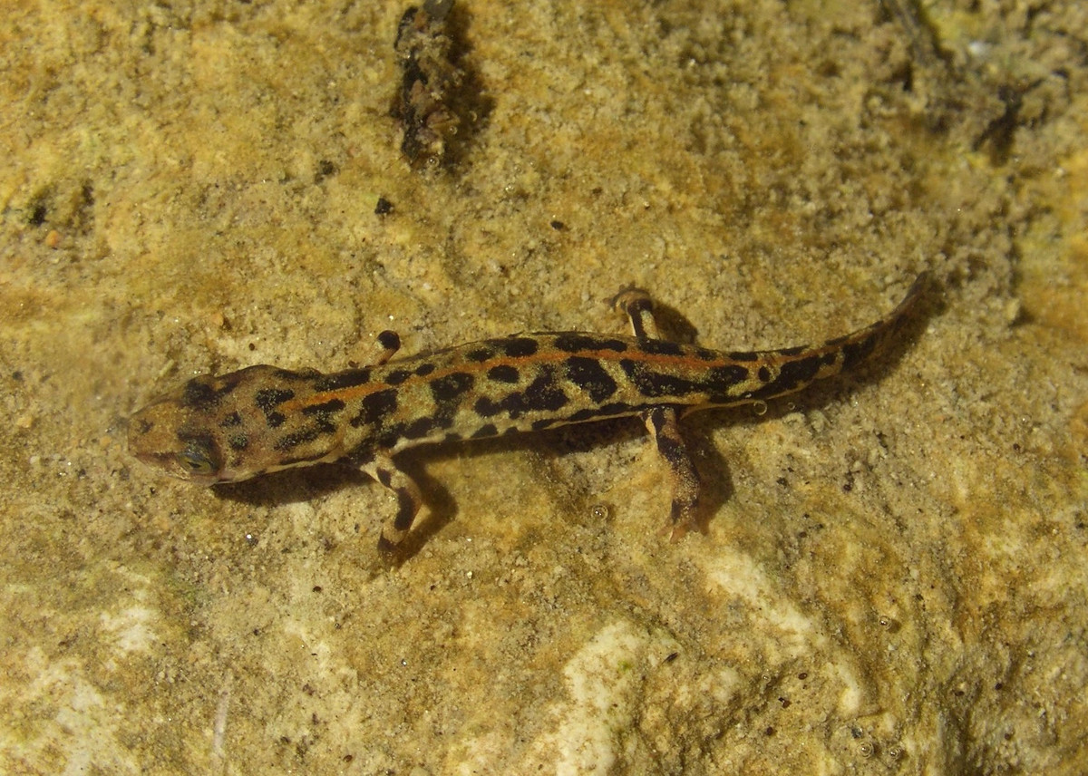  Sinh sống chủ yếu ở suối nước mát. Môi trường sống của loài này là các con suối trong rừng núi có nước chảy liên tục. Ảnh: inaturalist.