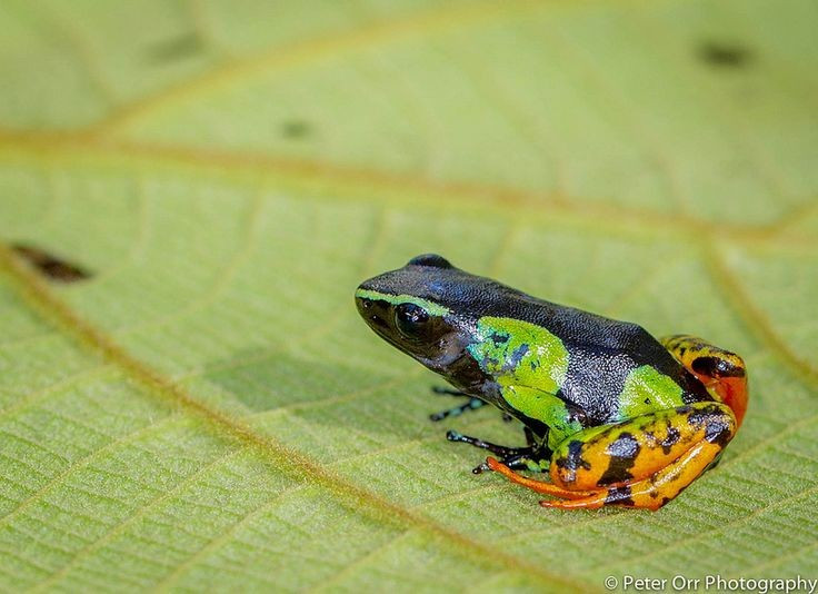 Da tiết độc để tự vệ. Chất độc của loài ếch này được tiết ra qua da nhằm xua đuổi hoặc gây khó chịu cho kẻ săn mồi, chứ không dùng để chủ động tấn công sinh vật khác. Ảnh: Pinterest.