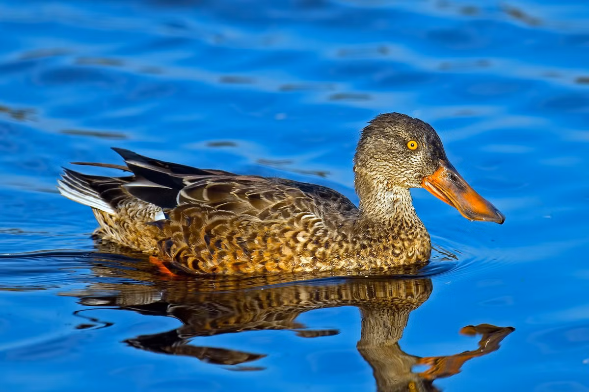 Ảnh: Wikimedia Commons. Anas clypeata có phạm vi phân bố rộng, trải dài khắp Bắc Mỹ, châu Âu và châu Á, và là loài di cư điển hình. Vào mùa đông, chúng bay về các vùng ấm hơn, bao gồm cả Đông Nam Á, nơi những cánh đồng ngập nước và đầm lầy trở thành điểm dừng chân lý tưởng. Sự hiện diện của chúng không chỉ làm phong phú thêm cảnh quan mà còn góp phần cân bằng hệ sinh thái nước ngọt. Dù có vẻ ngoài “hài hước” với chiếc mỏ ngoại cỡ, vịt mỏ thìa lại là một ví dụ hoàn hảo cho sự tiến hóa thích nghi. Mỗi chi tiết trên cơ thể – từ hình dạng mỏ đến hành vi kiếm ăn – đều được “thiết kế” để tối ưu hóa khả năng sinh tồn trong môi trường sống cụ thể. Chính sự kết hợp giữa vẻ ngoài độc đáo và chức năng tinh vi đã khiến loài vịt này trở thành một trong những loài chim nước đáng chú ý nhất. Trong thế giới tự nhiên, nơi hình dạng thường gắn liền với chức năng, Anas clypeata là minh chứng sống động rằng đôi khi, những đặc điểm kỳ lạ nhất lại chính là chìa khóa cho sự thành công lâu dài.