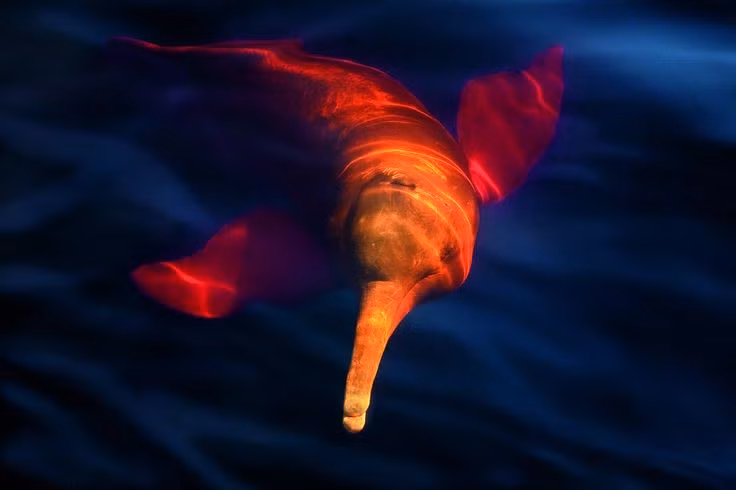  Hình tượng huyền thoại. Trong văn hóa bản địa Amazon, chúng được gọi là “boto” và gắn liền với truyền thuyết biến thành người quyến rũ phụ nữ vào ban đêm. Ảnh: Pinterest.