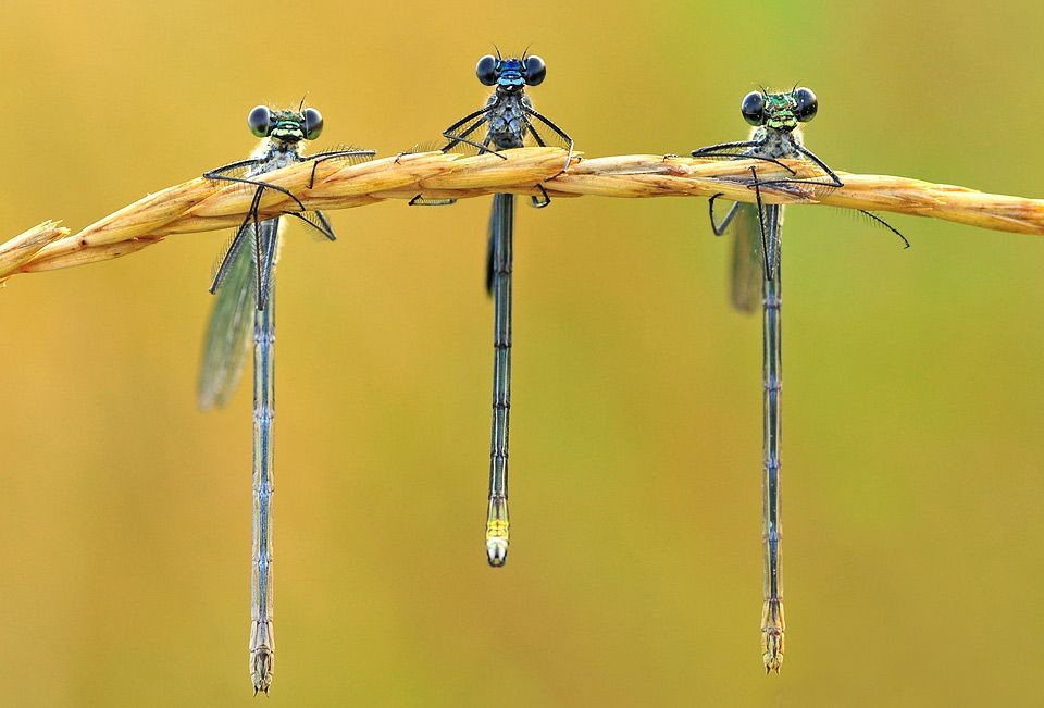  Đóng vai trò quan trọng trong hệ sinh thái. Chuồn chuồn kim là loài săn mồi hiệu quả đối với muỗi và nhiều loại côn trùng nhỏ khác. Đồng thời, chúng cũng là nguồn thức ăn cho cá, chim và ếch. Nhờ vậy, chúng góp phần duy trì sự cân bằng trong hệ sinh thái vùng nước ngọt. Ảnh: Pinterest.