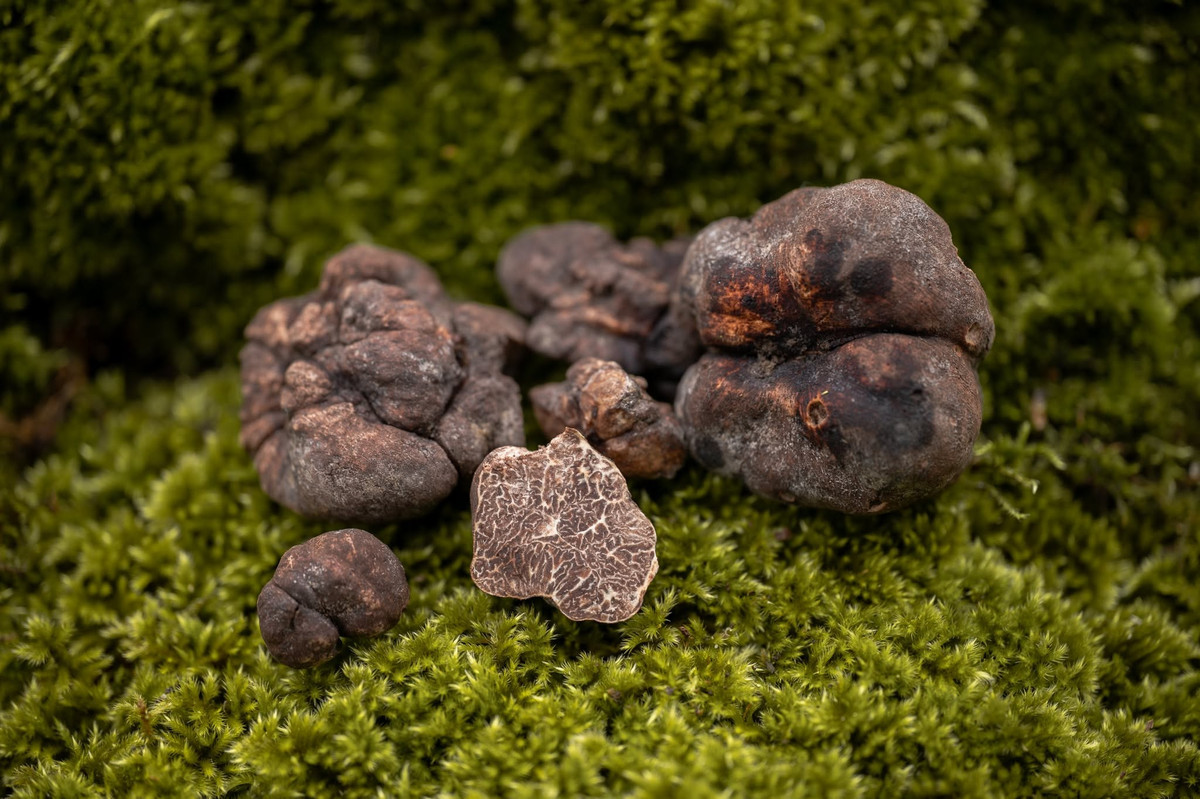 Vì nấm cục mọc dưới đất nên con người thường sử dụng chó hoặc lợn được huấn luyện để đánh hơi và tìm chúng. Lợn cái đặc biệt nhạy với mùi nấm cục do hương thơm của chúng tương tự pheromone của lợn đực, nhưng ngày nay chó được dùng phổ biến hơn vì dễ kiểm soát. Ảnh: Pinterest.