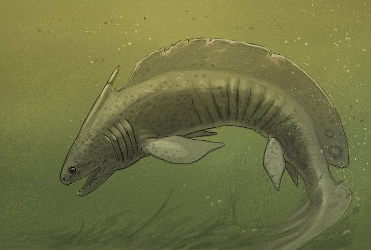  Có vây lưng hình gai nhọn. Trên lưng chúng có một gai lớn, có thể chứa chất độc để phòng vệ. Ảnh: Pinterest.