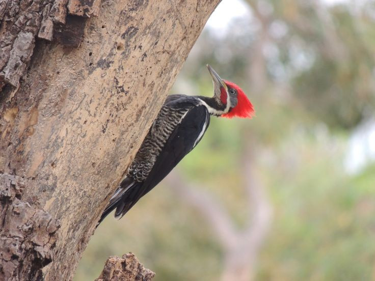  Âm thanh gõ là “ngôn ngữ” giao tiếp. Tiếng gõ không chỉ dùng để kiếm ăn mà còn là cách chim gõ kiến đánh dấu lãnh thổ và thu hút bạn tình. Mỗi loài có nhịp gõ và tiết tấu riêng, giống như chữ ký âm thanh. Ảnh: Pinterest.