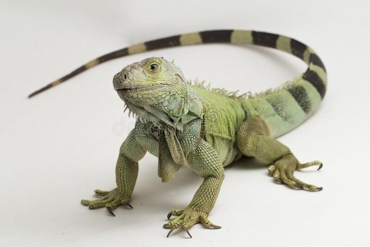  Đuôi là vũ khí. Đuôi khỏe và dài giúp chúng vừa giữ thăng bằng vừa có thể quật mạnh để phòng vệ. Ảnh: Pinterest.