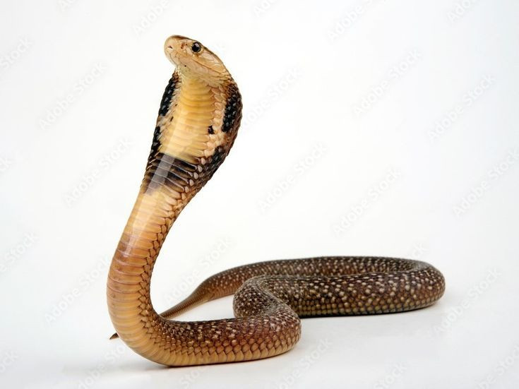  5. Có thể đứng dựng cao bằng một phần ba chiều dài cơ thể. Loài rắn này có thể dựng đứng phần thân trước và ngẩng đầu nhìn thẳng đối thủ, tạo nên dáng vẻ “nhìn chằm chằm” gây ám ảnh đặc trưng. Ảnh: Pinterest.