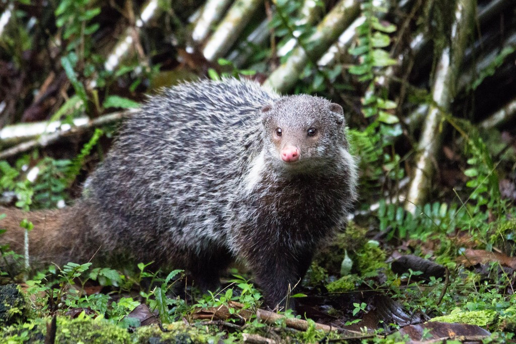  1. Tên gọi gắn liền với thói quen ăn uống. Cái tên “cầy móc cua” bắt nguồn từ thói quen săn và ăn cua, tôm cùng các loài giáp xác ven sông, suối. Ảnh: inaturalist.org.