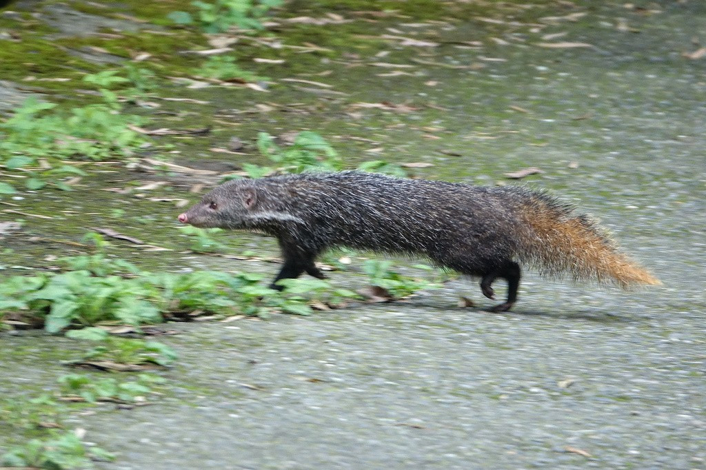  5. Thức ăn đa dạng. Dù ưa thích cua, chúng vẫn ăn côn trùng, ếch nhái, chim nhỏ, trứng và cả trái cây, thể hiện khả năng thích nghi linh hoạt. Ảnh: inaturalist.org.