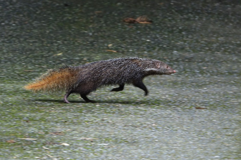  3. Bộ lông xám nâu đặc trưng. Cầy móc cua có bộ lông dày, màu xám pha nâu, với sọc đen trắng trên mặt, giúp ngụy trang tốt trong môi trường rừng và bờ suối. Ảnh: inaturalist.org.