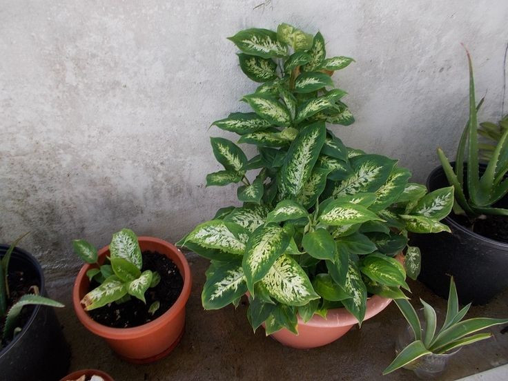  Là cây cảnh phong thủy phổ biến. Nhiều người tin rằng môn trường sinh tượng trưng cho sức sống bền bỉ, mang lại may mắn và năng lượng tích cực cho gia đình. Ảnh: Pinterest.