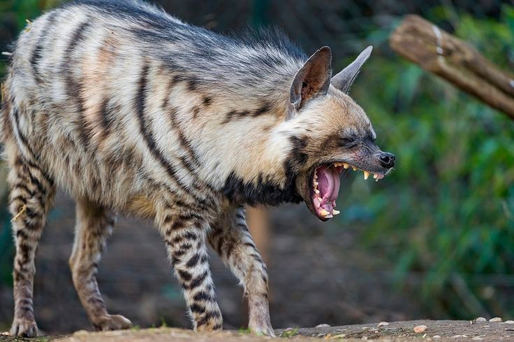  4. Có hàm răng cực kỳ khỏe. Hàm răng của linh cẩu lông vằn đủ mạnh để nghiền nát xương lớn, giúp chúng tận dụng tối đa nguồn dinh dưỡng từ xác động vật. Ảnh: Pinterest.