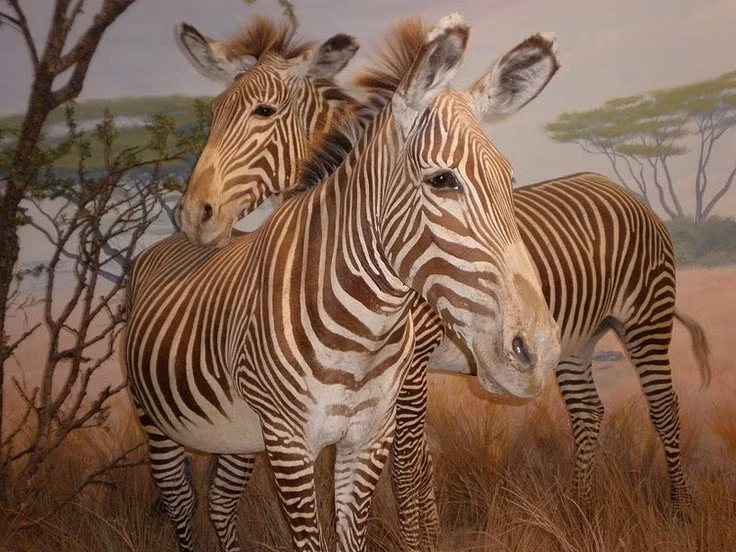  Tên gọi của chúng bắt nguồn từ một chính khách Pháp. Loài ngựa vằn này được đặt tên theo Jules Grévy – một vị Tổng thống Pháp thế kỷ 19, người được tặng một cá thể ngựa vằn từ Ethiopia như món quà ngoại giao. Ảnh: Pinterest.