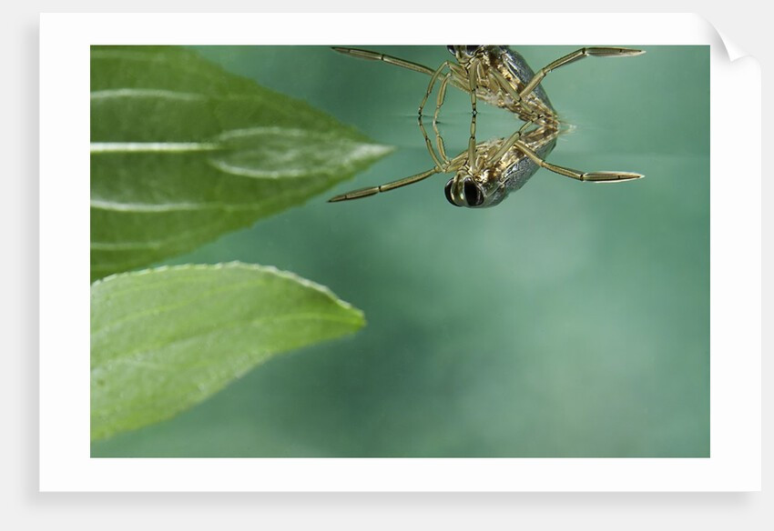  Sát thủ trong thế giới côn trùng. Chúng là loài săn mồi hung dữ, sử dụng vòi chích sắc nhọn để tiêm dịch tiêu hóa vào con mồi như côn trùng nhỏ hay ấu trùng, rồi hút chất lỏng bên trong. Ảnh: magnoliabox.com.