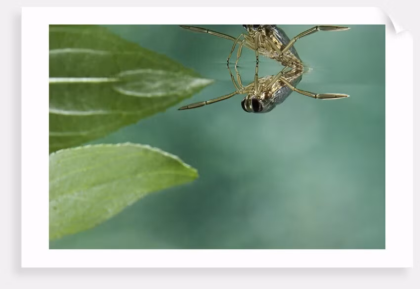  Sát thủ trong thế giới côn trùng. Chúng là loài săn mồi hung dữ, sử dụng vòi chích sắc nhọn để tiêm dịch tiêu hóa vào con mồi như côn trùng nhỏ hay ấu trùng, rồi hút chất lỏng bên trong. Ảnh: magnoliabox.com.