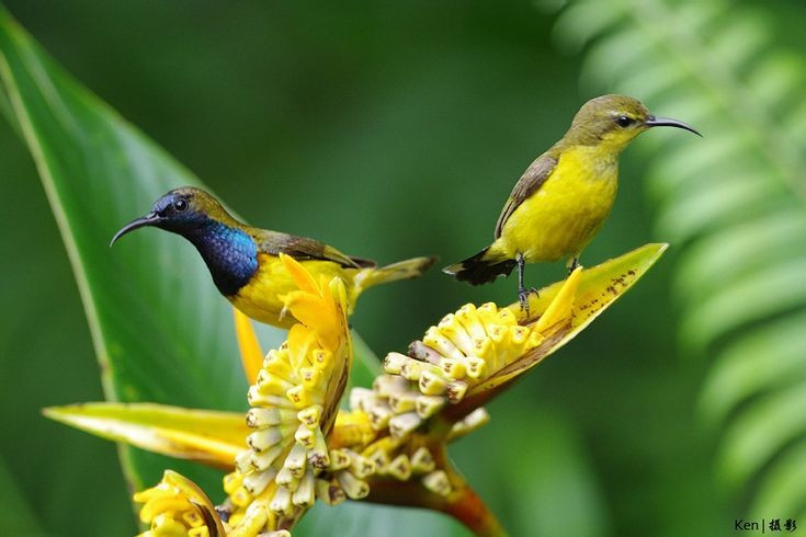  Đóng vai trò thụ phấn quan trọng. Khi di chuyển từ hoa này sang hoa khác, phấn hoa bám trên đầu và ngực chim, giúp nhiều loài thực vật nhiệt đới được thụ phấn, duy trì khả năng sinh sản. Ảnh: Pinterest.