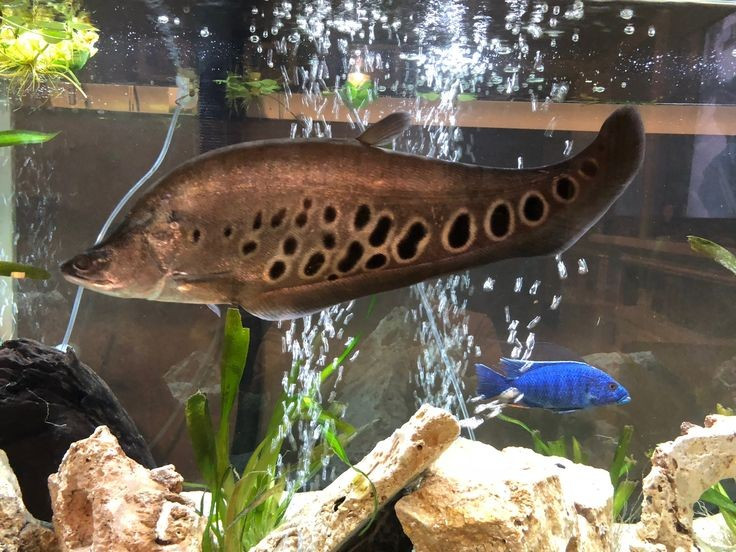  Chế độ ăn thiên về động vật. Thức ăn chính của chúng gồm cá nhỏ, tôm, côn trùng nước và giáp xác, đóng vai trò là mắt xích săn mồi quan trọng trong hệ sinh thái nước ngọt. Ảnh: Pinterest.