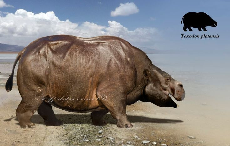 Sống vào kỷ Pleistocene. Toxodon tồn tại cách đây khoảng 2,5 triệu đến 12.000 năm, cùng thời với các loài động vật khổng lồ khác. Ảnh: Pinterest.