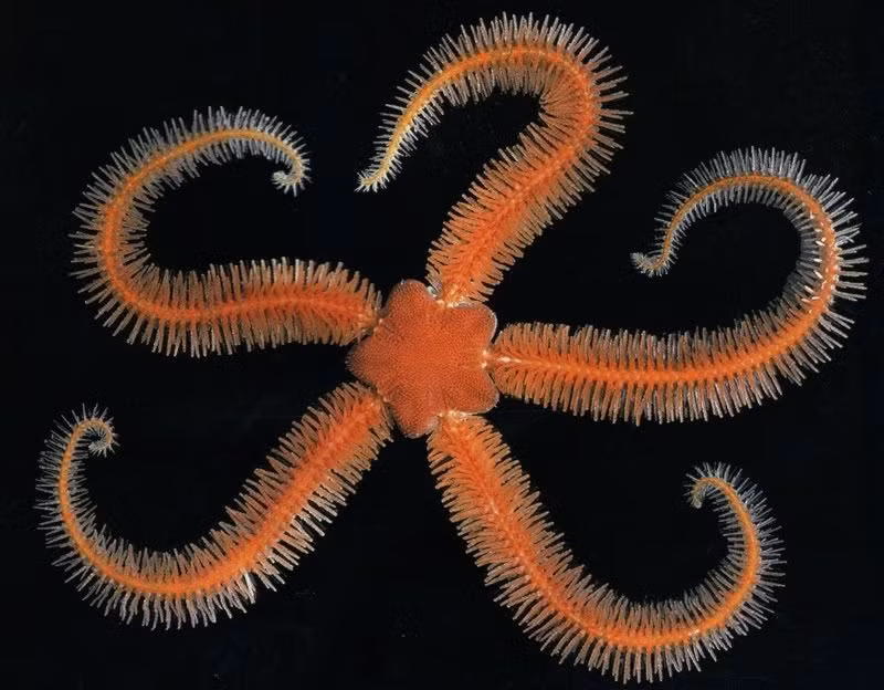  Chúng có khả năng tái sinh đáng kinh ngạc. Một cánh tay bị đứt có thể mọc lại hoàn toàn trong vài tuần hoặc tháng. Ảnh: Pinterest.