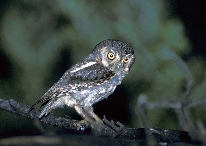  5. Chúng có tính cách khá kín đáo và nhút nhát. Do kích thước nhỏ và lối sống về đêm, cú lùn thường khó bị phát hiện trong tự nhiên và hiếm khi gây chú ý. Ảnh: Pinterest.