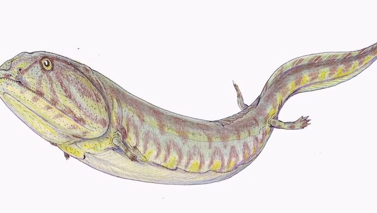  5. Có hai chân trước rất nhỏ và vô dụng. Chi trước tiêu giảm chỉ còn như một dấu tích nhỏ, không giúp nó di chuyển hay săn mồi – đây là đặc điểm kỳ lạ so với nhiều lưỡng cư cùng thời. Ảnh: IFLScience.