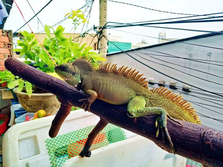  Tính khí khá nhút nhát. Dù có vẻ ngoài dữ dằn, rồng đất thường tránh xung đột và nhanh chóng bỏ chạy khi phát hiện nguy hiểm. Chúng chỉ tỏ ra hung hăng khi bị dồn ép hoặc trong mùa sinh sản. Ảnh: Pinterest.