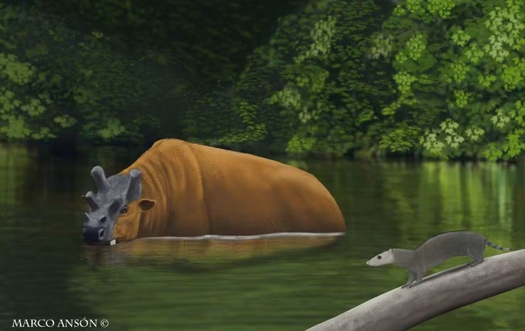  6. Não khá nhỏ so với cơ thể. Kích thước não của Uintatherium nhỏ bất thường, dẫn đến giả thuyết rằng chúng có khả năng tư duy kém. Ảnh: Pinterest.