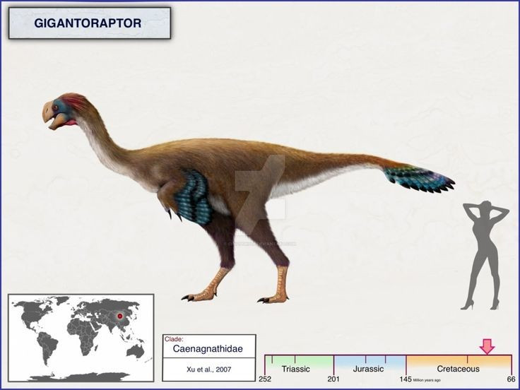  Thuộc họ Oviraptorosauria nhưng kích thước khổng lồ. Dù cùng nhóm với các loài oviraptor nhỏ, Gigantoraptor đại diện cho nhánh tiến hóa khổng lồ hiếm hoi trong nhóm này, cho thấy sự đa dạng đáng kinh ngạc của khủng long chân thú. Ảnh: Pinterest.
