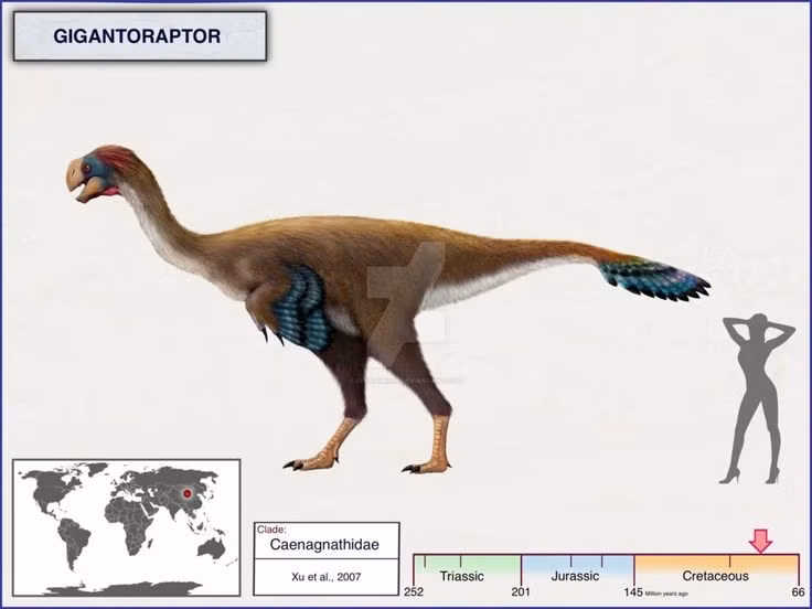  Thuộc họ Oviraptorosauria nhưng kích thước khổng lồ. Dù cùng nhóm với các loài oviraptor nhỏ, Gigantoraptor đại diện cho nhánh tiến hóa khổng lồ hiếm hoi trong nhóm này, cho thấy sự đa dạng đáng kinh ngạc của khủng long chân thú. Ảnh: Pinterest.