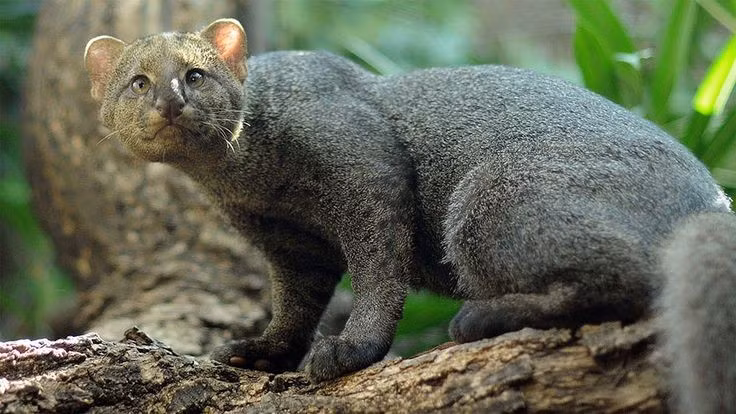  6. Khả năng leo trèo linh hoạt. Nhờ thân hình thon dài và cơ bắp khỏe, chúng leo cây giỏi, dễ dàng truy đuổi con mồi. Ảnh: Pinterest.