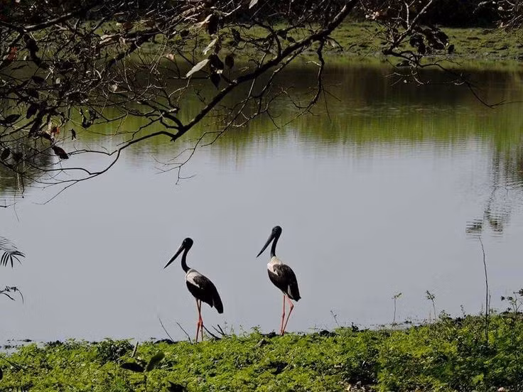  Thiên đường của các loài chim di cư. Kaziranga ghi nhận hơn 480 loài chim, trong đó có nhiều loài quý hiếm và chim di cư mùa đông, khiến nơi đây trở thành điểm đến quan trọng của giới nghiên cứu chim học. Ảnh: Pinterest.